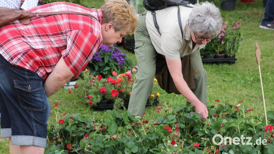 Die Pflanzen wurden genau in Augenschein genommen. Bild: kro