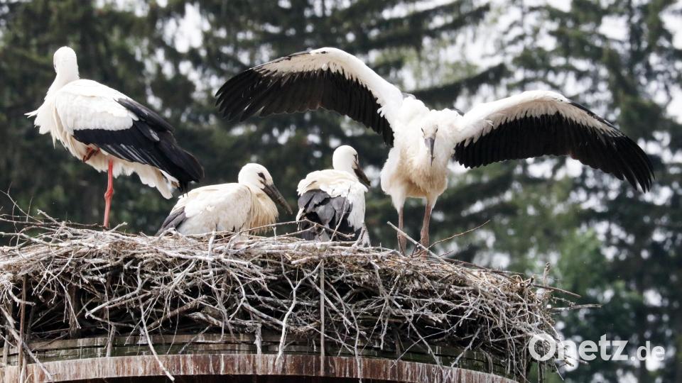 Der Platz im Nest wird weniger: Die Flosser Storchen-Eltern (links die Mutter) sind größenmäßig nicht mehr von ihren drei Jungvögeln zu unterscheiden. Bild: lst/exb