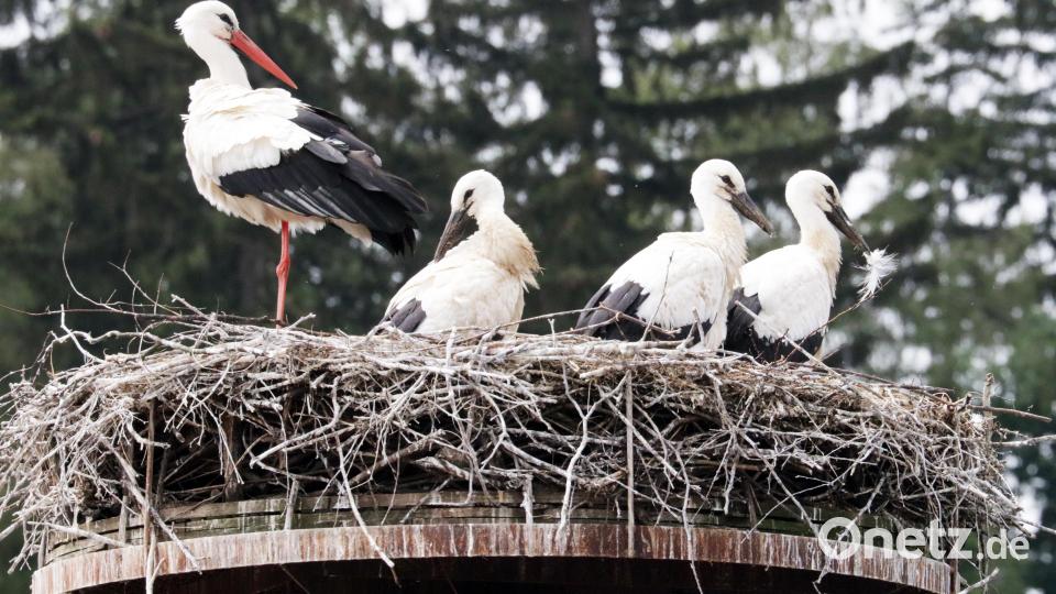 Der Platz im Nest wird weniger: Die Flosser Storchen-Eltern (links die Mutter) sind größenmäßig nicht mehr von ihren drei Jungvögeln zu unterscheiden. Bild: lst/exb