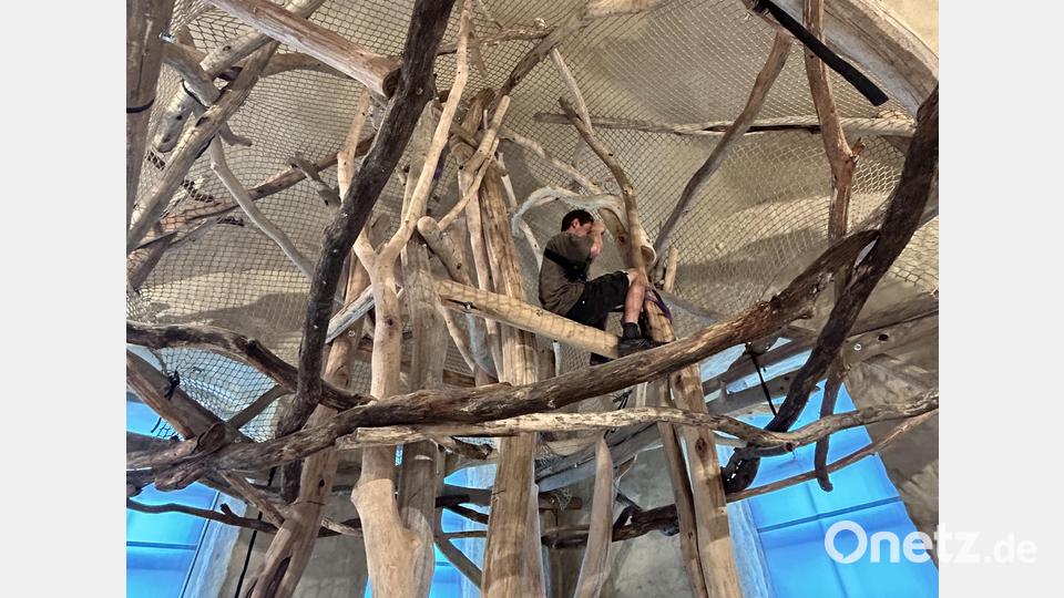 Wo früher Braukessel standen baut der Künstler Jakub Nepraš mit Helfern die Installation &quot;Hnízdo&quot; aus Akazien-, Eichen- und Erlenstämmen. Bild: Veronika Hofinger/exb