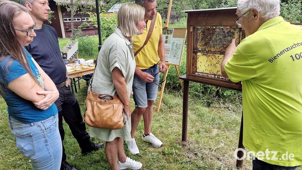 An Schaukästen erklärte Jakob Beck Wissenswertes zu Bienen, Königinnen und Aufzucht. Bild: R. Kreuzer