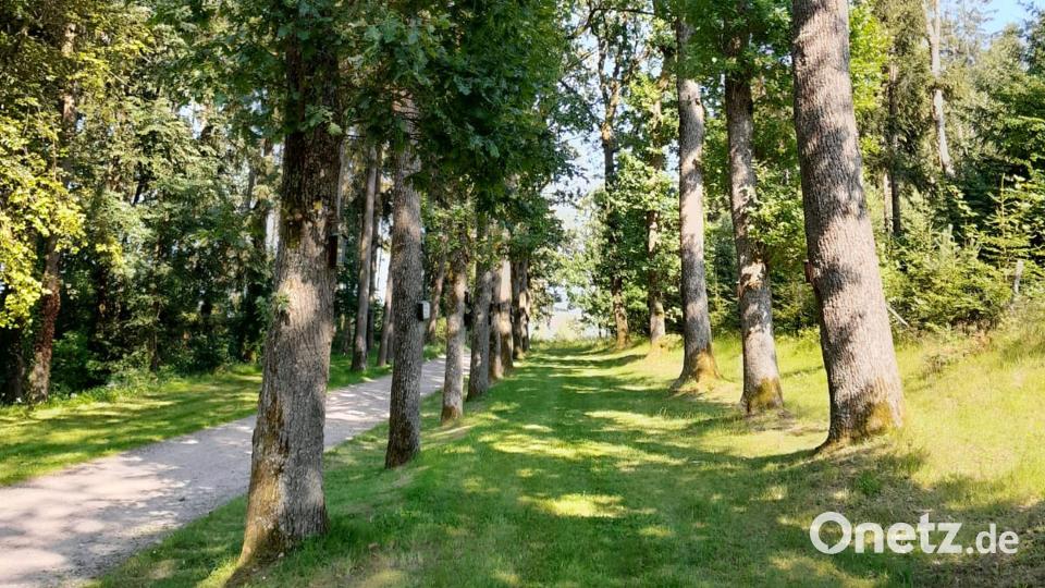 Vor über 100 Jahren ist der Eichenhain am Kalvarienberg bei Kemnath am Buchberg gepflanzt worden. Bild: gri