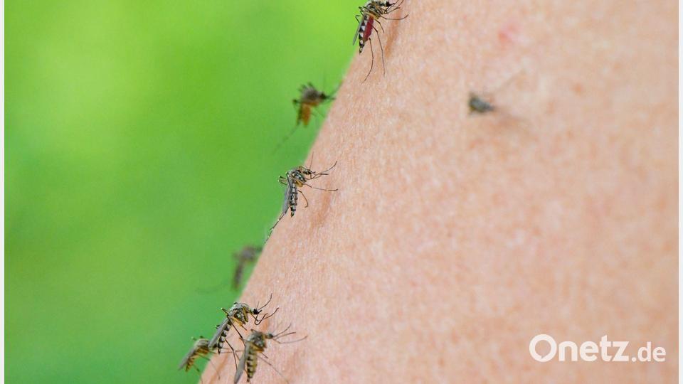 Stechmücken: Erst ab 20 Stichen pro Minute ist es eine Mückenplage im wissenschaftlichen Sinne. Bild: Patrick Pleul/dpa-Zentralbild/dpa
