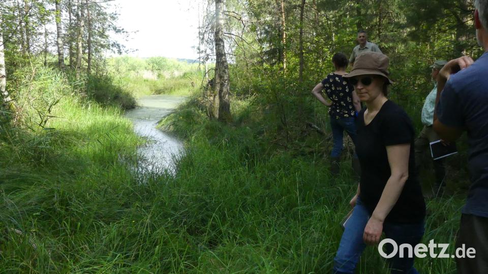 Der Bewuchs der gut fünf Hektar großen Schwimmrasenfläche im Obersee (links) kann nach Überzeugung von Martin Gottsche nicht entfernt und entnommen werden. Bild: rn