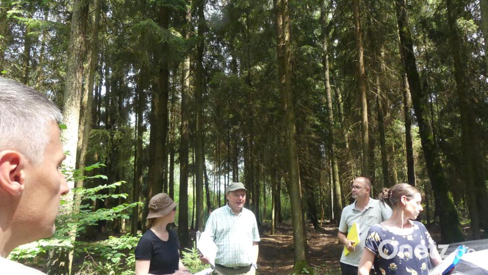 Diesem Fichtenbestand im Westteil des Obersees sollen nach Ankündigung von Günter Dobler (Mitte) in den nächsten Jahren Birken und Schwarzerlen 	folgen. Bild: rn