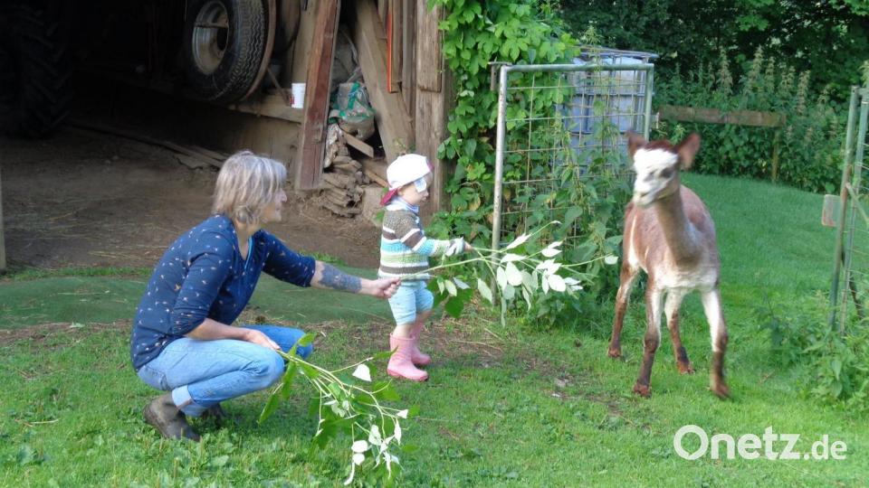 Die Kinder der Käfergruppe durften die Alpakas auch selbst füttern. Bild: Kinderhaus Steinwaldzwerge/exb