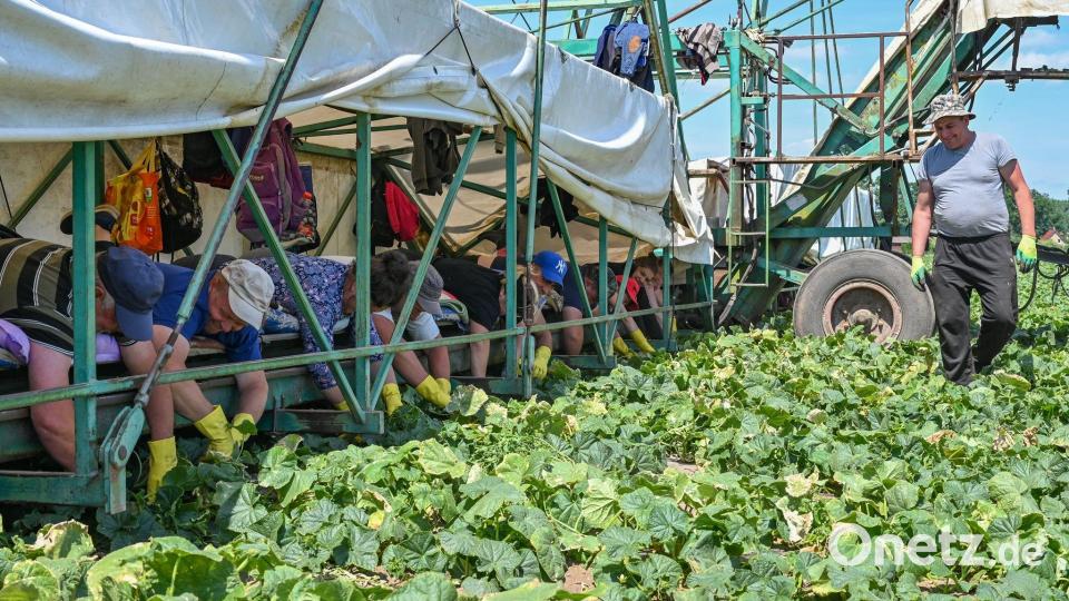 Bäuchlings auf dem Gurkenflieger liegend pflücken die Erntehelfer die Einlegegurken. Bild: Patrick Pleul/dpa