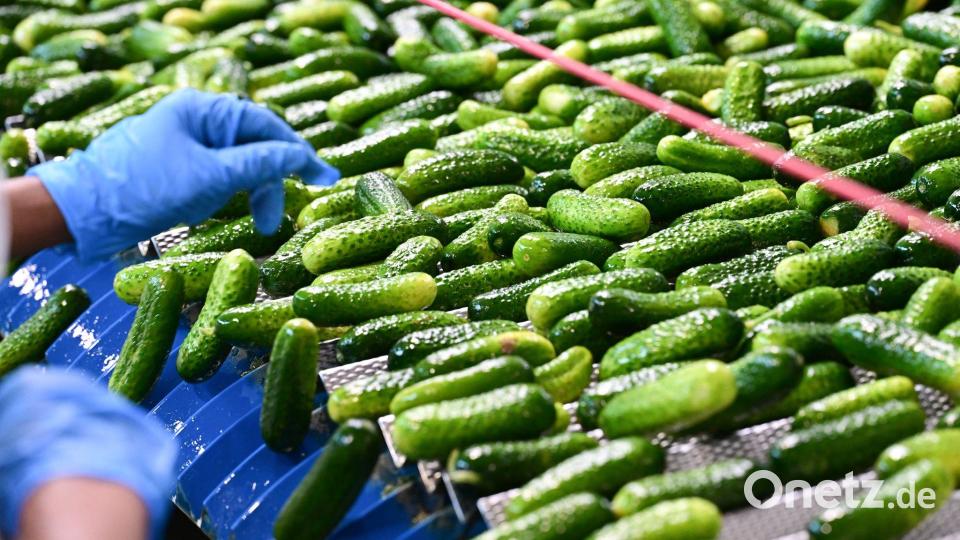 In der Hengstenberg-Produktion werden Einlegegurken verarbeitet. Bild: Bernd Weißbrod/dpa