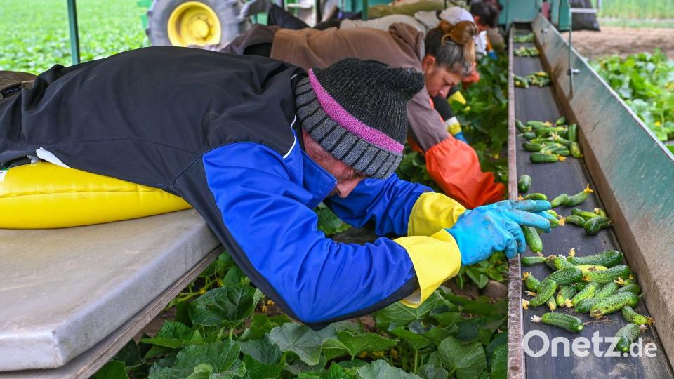 Jede einzelne Einlegegurke wird von den Erntehelfern per Hand gepflückt. Bild: Patrick Pleul/dpa-Zentralbild/ZB