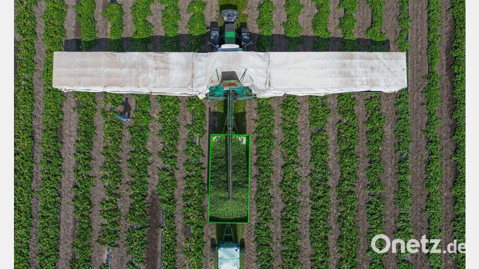 In der Erntezeit fährt er über die Felder: Der Gurkenflieger. Bild: Patrick Pleul/dpa