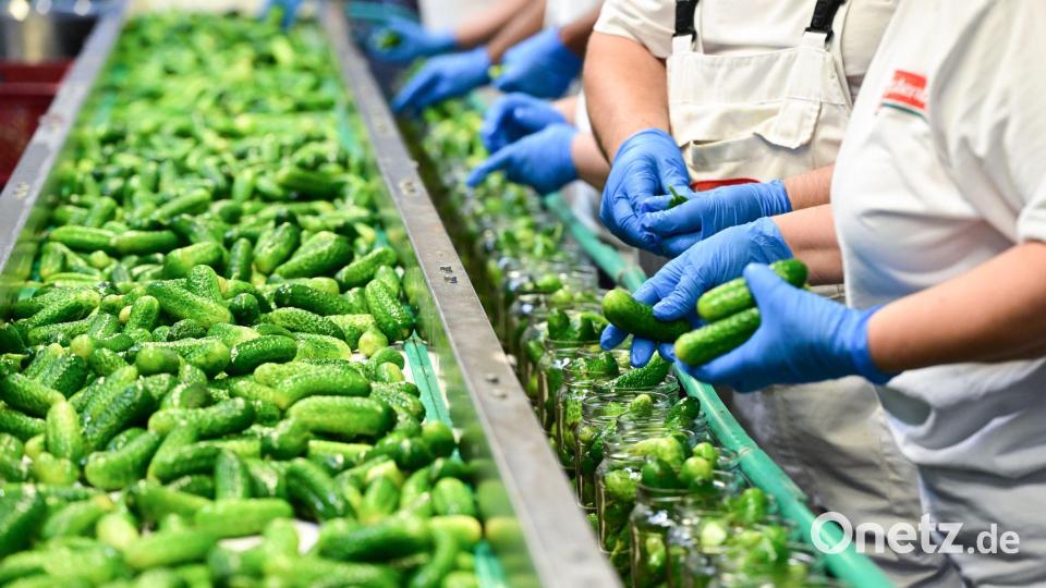 Viele grüne Gurken durchlaufen die Verarbeitung in der Hengstenberg-Produktion. Bild: Bernd Weißbrod/dpa