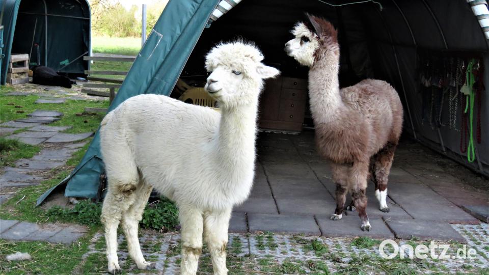 Auch zwei Nachmittage mit Lamas sind eingeplant. Archivbild: ubb