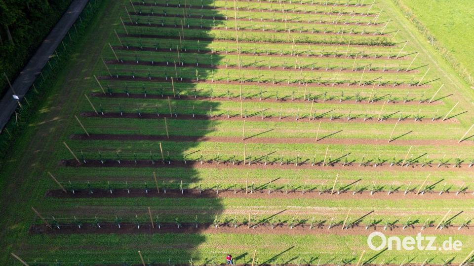 Auf der Versuchsanlage wird zur Zukunft des Kirschanbaus in Franken geforscht Bild: Daniel Karmann/dpa