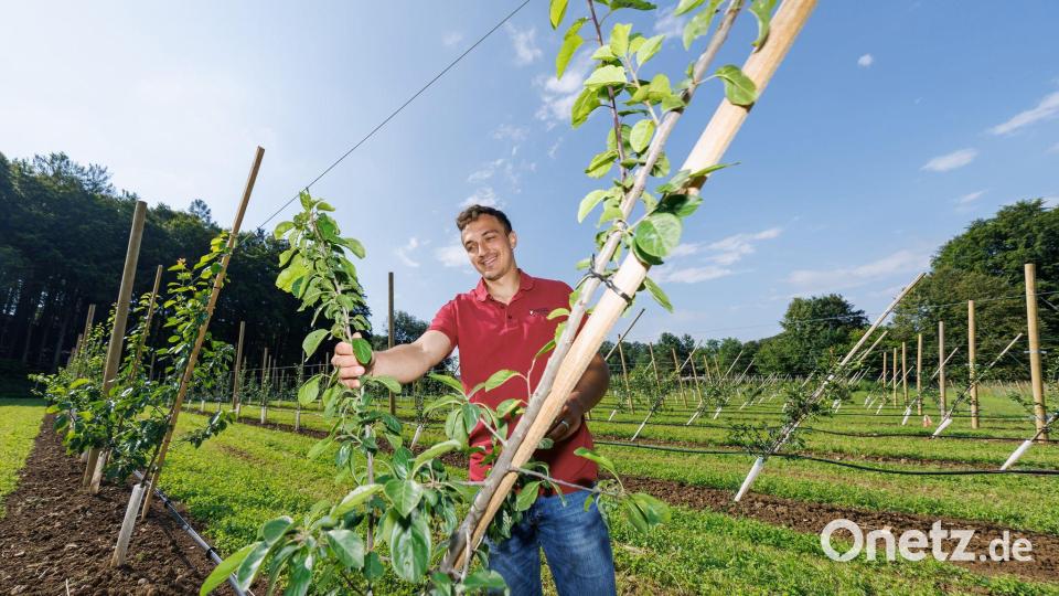 Jonas Maußner ist Experte für den Kirschenanbau in Franken. Bild: Daniel Karmann/dpa