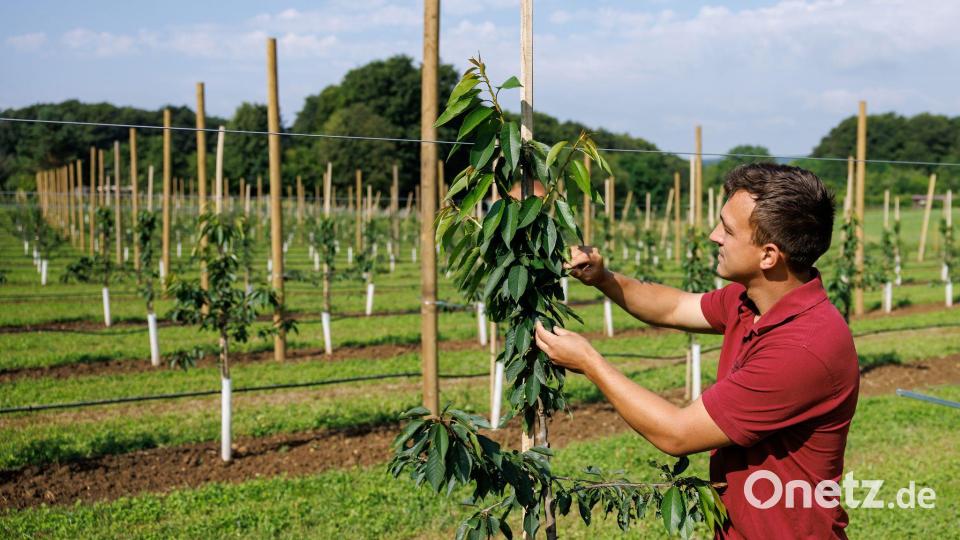 Jonas Maußner, Betriebsleiter am Obstinformationszentrum Fränkische Schweiz, kontrolliert einen Kirschbaum. Bild: Daniel Karmann/dpa