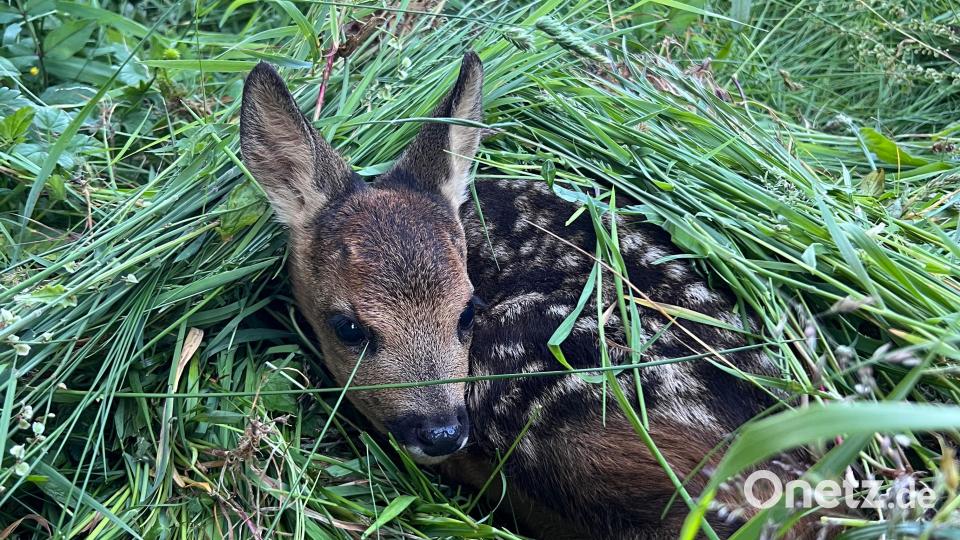 Rehkitzretter müssen immer wieder erleben, dass Jungtiere bei Mäharbeiten schwerst verletzt oder getötet werden. Die Tierschützer appellieren an die Landwirte, einfach zum Telefonhörer zu greifen – dann kommt eine Drohne zum Einsatz. Bild: Christl Schemm/exb