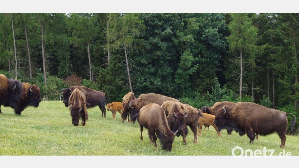 Einen &quot;Wilden Bison-Mittwoch&quot; gibt es im Rahmen von „Bio erleben“ bei Familie Höpfel in Sichersreuth zu erleben. Bild: Steinwald-Allianz/exb