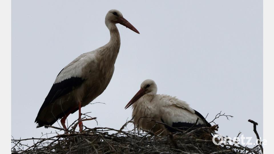 Die Störche in Friedenfels haben Nachwuchs bekommen. Bild: Hans Lenk/exb