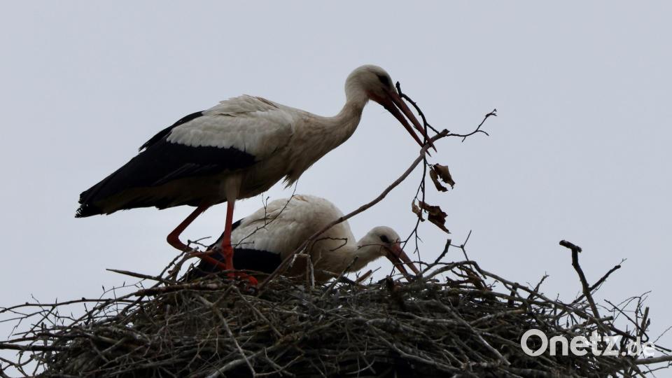 Die Störche in Friedenfels haben Nachwuchs bekommen. Bild: Hans Lenk/exb