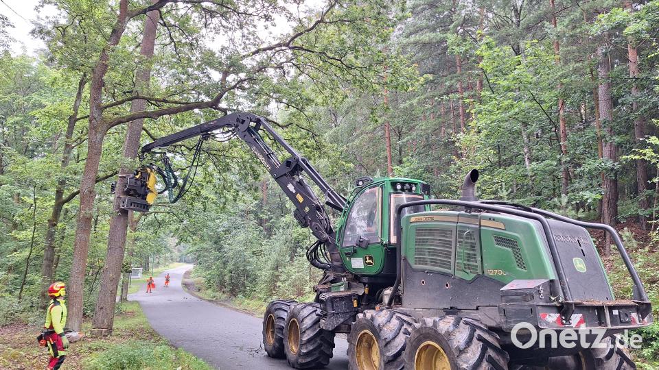 Große Harvester bearbeiteten durch Trockenheit, Pilz- und Schädlingsbefall beeinträchtigte Bäume. Bild: Bayerische Staatsforsten