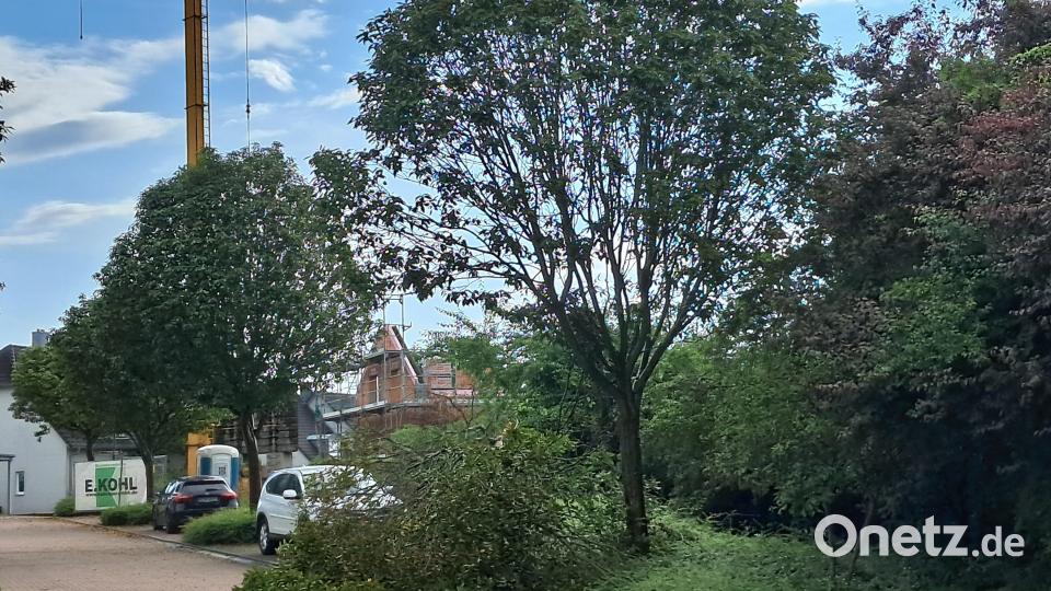 Ein Unwetter mit starken Böen hat am Dienstag an der Böhmerwaldstraße einen Mehlbeerbaum umgeknickt. Die Krone lag teilweise auf der Straße. Bild: Thomas Schaller