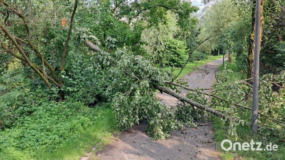 Auch in der Anlage „Am Stadtmühlbach“ haben die Böen einen Baum umgeworfen. Bild: Thomas Schaller