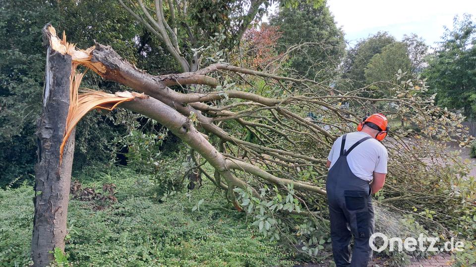 Ein Unwetter mit starken Böen hat am Dienstag an der Böhmerwaldstraße einen Mehlbeerbaum umgeknickt. Städtische Arbeiter beseitigen am nächsten Morgen das Hindernis. Bild: Thomas Schaller