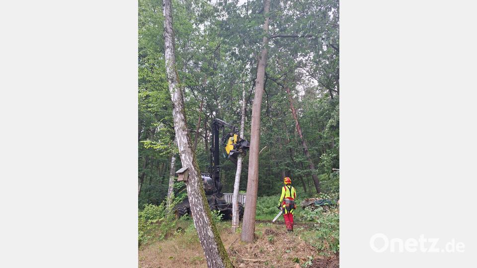 Große Harvester bearbeiteten durch Trockenheit, Pilz- und Schädlingsbefall beeinträchtigte Bäume. Bild: Bayerische Staatsforsten