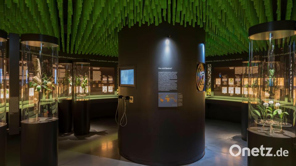 Ein Blick ins Botanikum. Bild: Museen im Kulmbacher Mönchshof e. V.