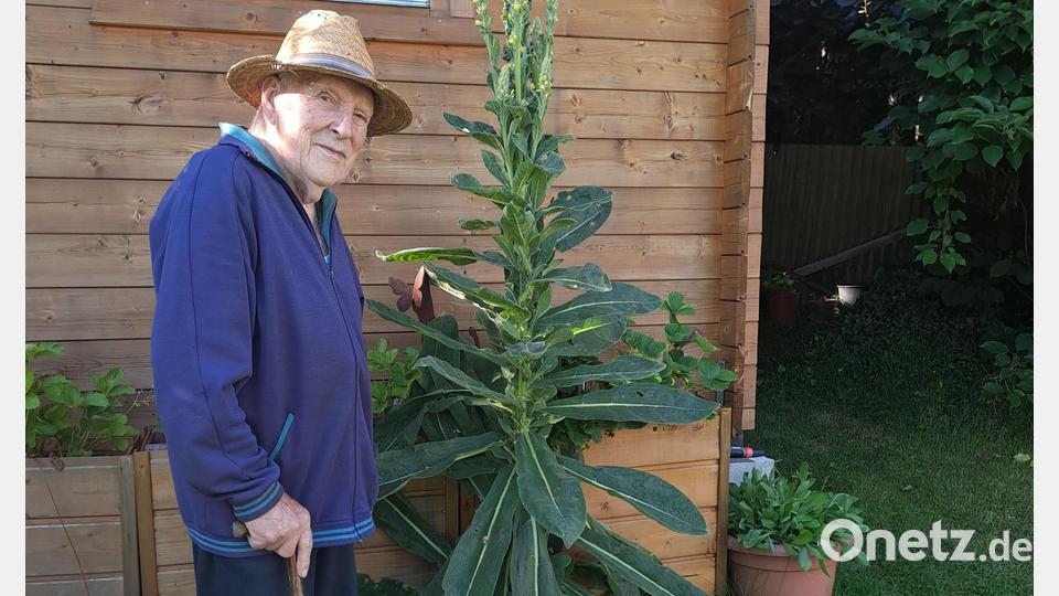 Rudolf Kiesewetter mit der ihn weit überragenden Königskerze. Bild: gis