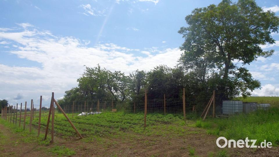 So sieht der Gemeinschaftsgarten des Obst- und Gartenbauvereins in Ursensollen aus. Bild: Michaela Basler