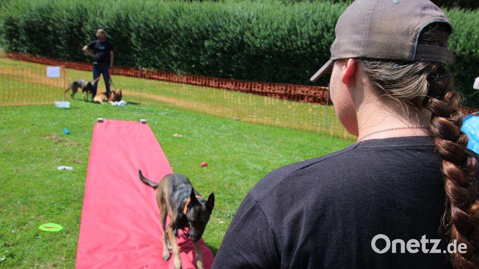 Der Hund muss am Ende des Teppichs warten und durfte erst auf Kommando zu seinem Besitzer kommen. Bild: sne