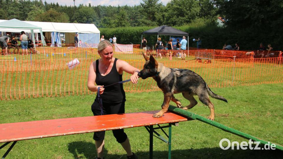 Na, über eine Rampe laufen, ist doch für einen echten Schäferhund gar kein Problem. Bild: sne