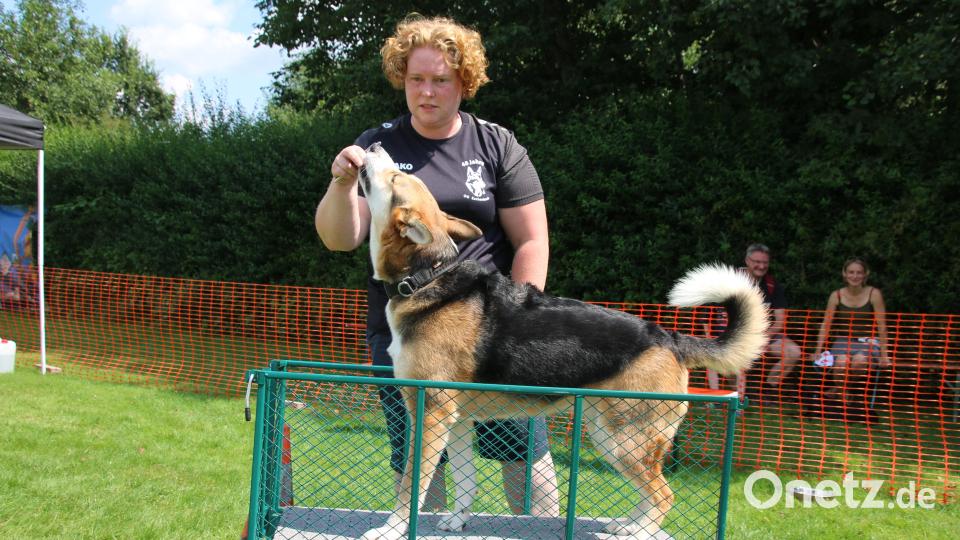 Mit etwas Futter ließen sich die meisten Hunde in den Wagen locken. Bild: sne