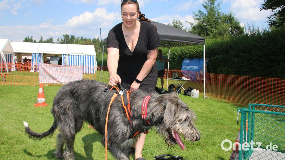 Der Wagen war bei den Hunden nicht gern gesehen. das Frauchen versuchte trotzdem ihn hineinzulocken. Bild: sne