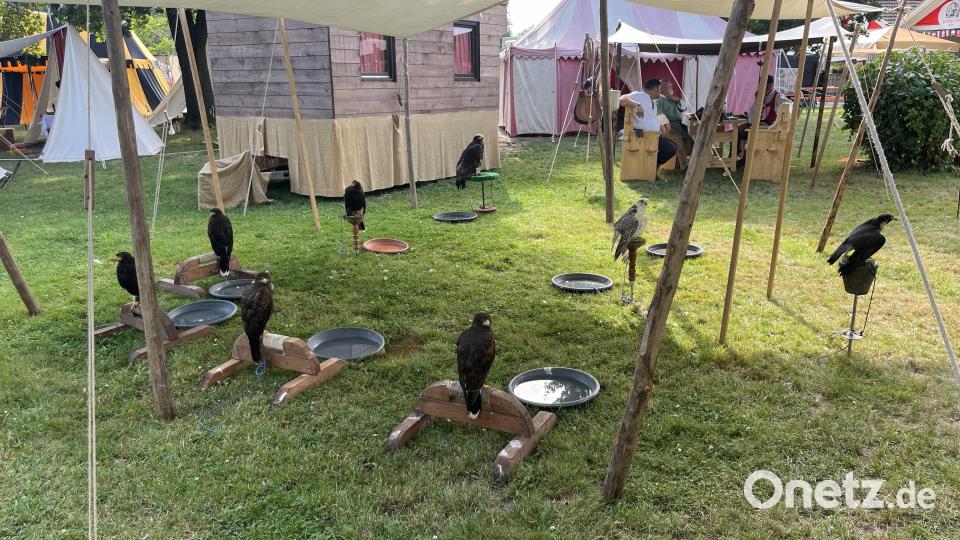 Die Falken werden bestaunt. Bild: sns