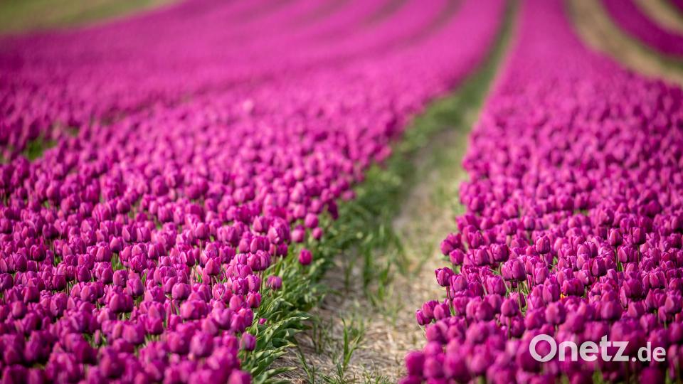 Tulpenfelder - und andere Blumenplantagen - gehören zu den beliebtesten Motiven für Instagrammer. Bei der Jagd auf das Motiv bleibt leider oft die Vernunft auf der Strecke. Schließlich passt das Kleid doch so wunderbar mitten in das Blütenmeer. Für die Besitzer der Felder ist aber jede umgeknickte Blume ein finanzieller Schaden. Bild: Peter Müller