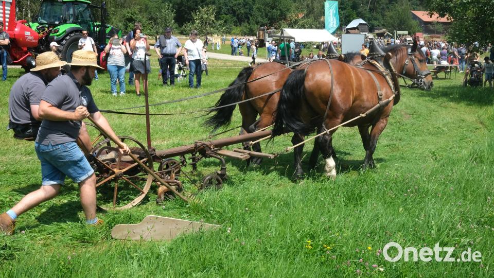 Die Museumspferde Fonsi und Leo werden eingespannt und ziehen den Mähbalken über die Wiese. Bild: Hirsch