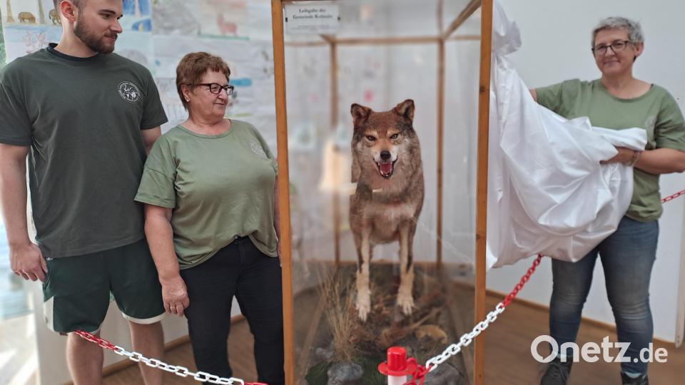 Im Waldhaus hat die Verantwortliche für das Waldhaus-Team, Silke Köstler (rechts), mit den Mitarbeitern Christa Glaser (Zweite von links) und Jonas Freche das Wolfspräparat enthüllt, eine Leihgabe der Gemeinde Kulmain. Bild: gis