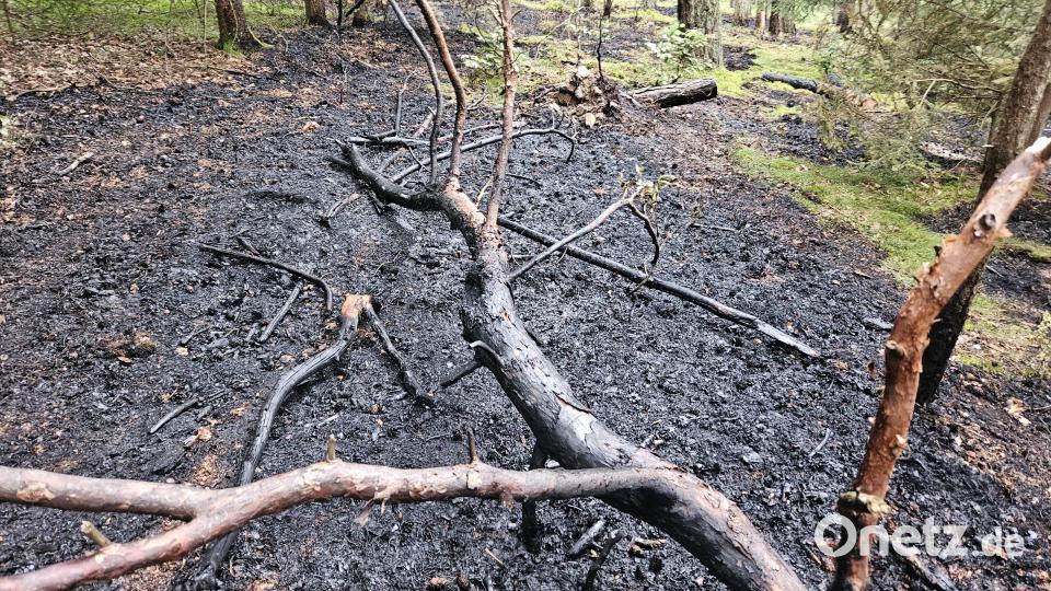Auf einer Waldkuppe zwischen Unterauerbach und Altendorf ist auf einer Fläche von rund 10.000 bis 15.000 Quadratmetern ein Feuer ausgebrochen. Bild: ga