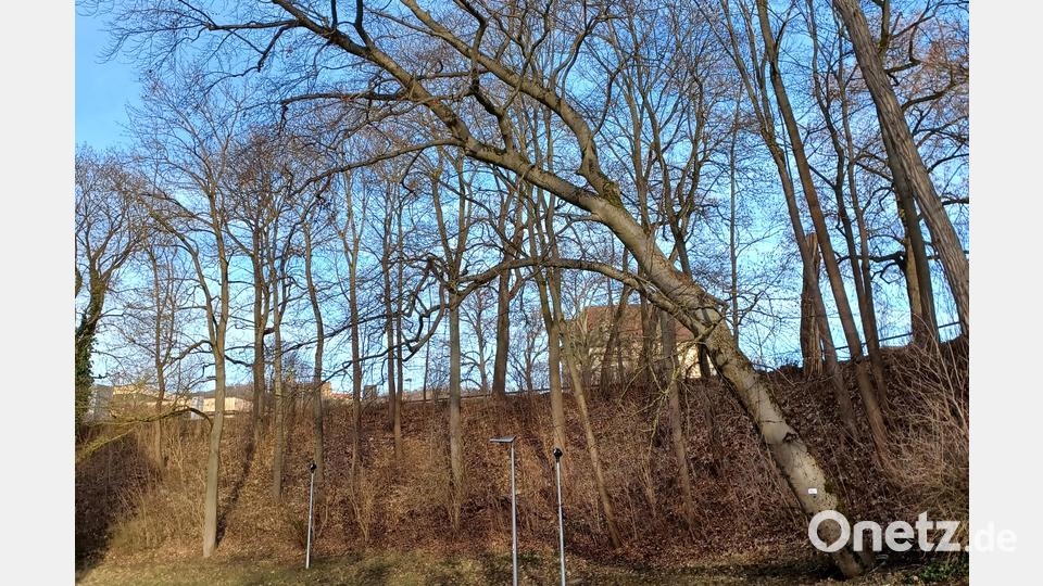 Um diese Rotbuche im Stadtgraben Amberg geht es. Sie ist nicht mehr standfest und muss gefällt werden. Bild: Michael Berschneider, Stadt Amberg