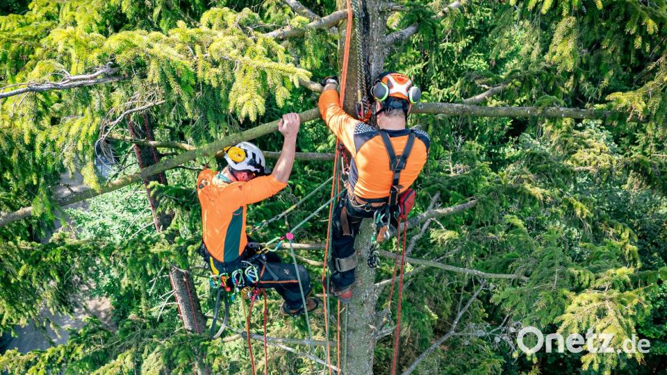 Janis Schemm (links), Forstwirt beim Forstbetrieb Fichtelberg bereitet bei einer Rettungsübung seinen „verletzten“ Kollegen Alois Krockauer auf die Bergung aus einer 25 Meter hohen Baumkrone vor. Bild: Martin Hertel/Forstbetrieb Fichtelberg/exb