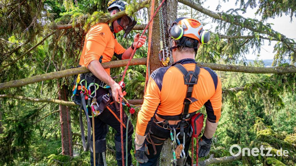 Janis Schemm (links), Forstwirt beim Forstbetrieb Fichtelberg, bereitet bei einer Rettungsübung seinen „verletzten“ Kollegen Alois Krockauer auf die Bergung aus einer 25 Meter hohen Baumkrone vor. Bild: Martin Hertel/Forstbetrieb Fichtelberg/exb