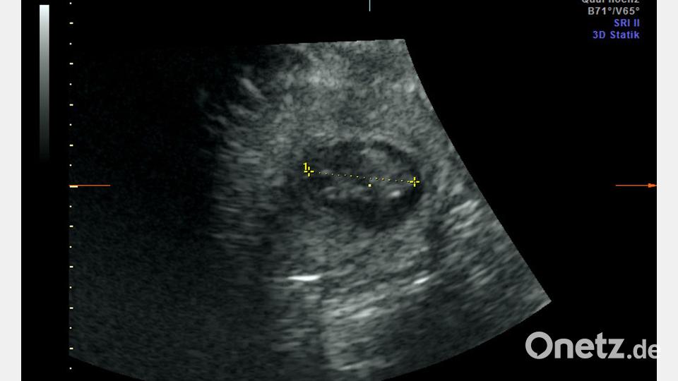 Die Babies sind etwa 2,5 Zentimeter groß. (Handout) Bild: Zoo Berlin/dpa