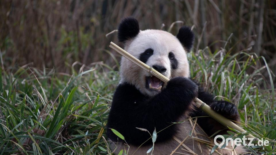 2019 brachte Meng Meng die Zwillinge Pit und Paule zur Welt. (Archivbild) Bild: Paul Zinken/dpa