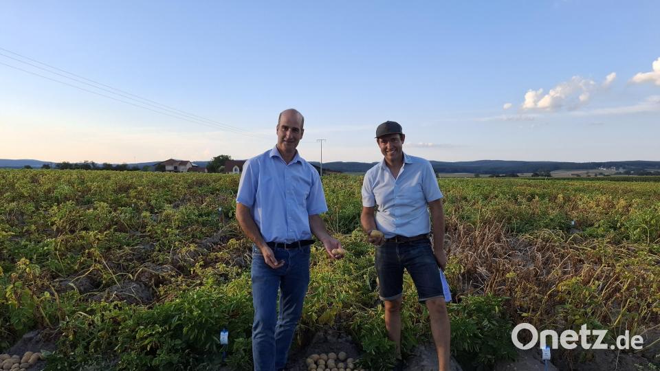 Thomas Zirngibl (links) und Sebastian Betz, der Vorsitzende der Gebietsgemeinschaft Oberpfalz der Erzeugergemeinschaften für Qualitätskartoffeln, erklären beim Erntegespräch 2024, dass die Kartoffelernte dieses Jahr durchschnittlich gut ist. Bild: Eva Kreuzer