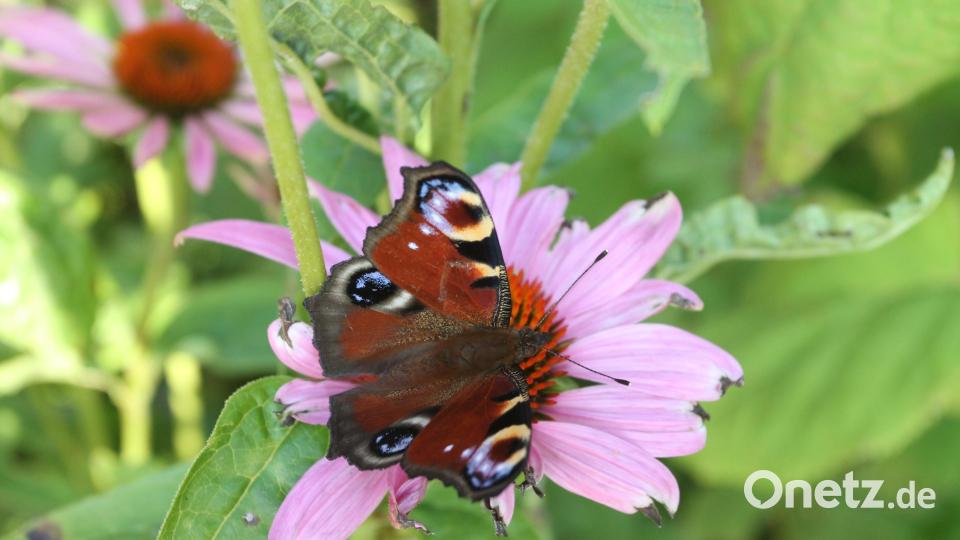 Ein Tagpfauenauge sitzt auf einem lila Sonnenhut in Neukirchen zu St. Christoph. Bild: pi