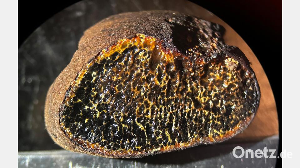 Erst nach der mikroskopischen Untersuchung war klar: Es ist die Kupferrote Schleimtrüffel. Bild: Peter Karasch
