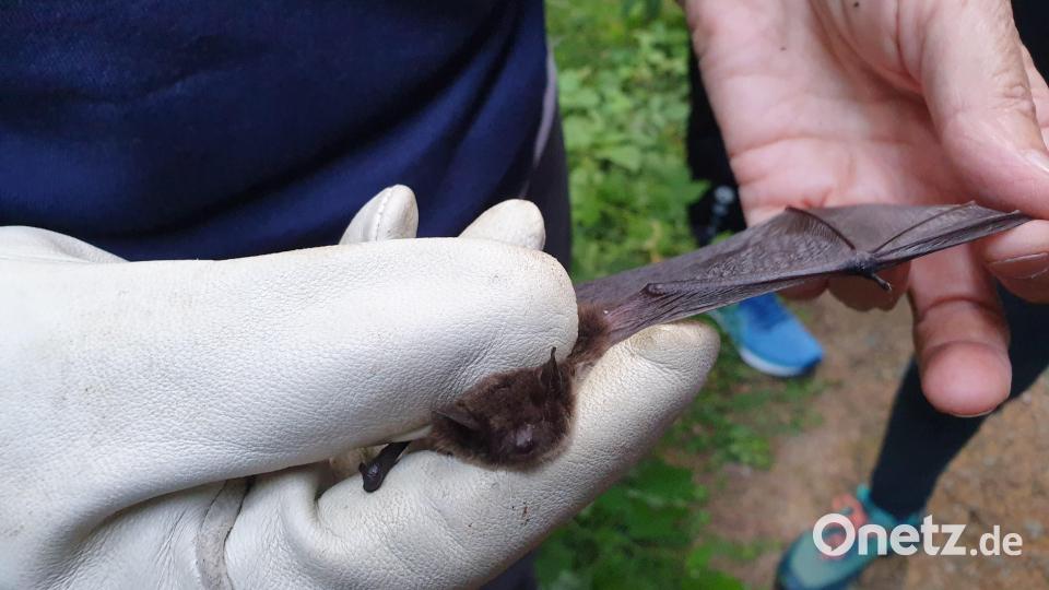 Die Teilnehmenden konnten die Flughaut der Rauhautfledermaus aus nächster Nähe anschauen. Bild: Susanne Götte/exb