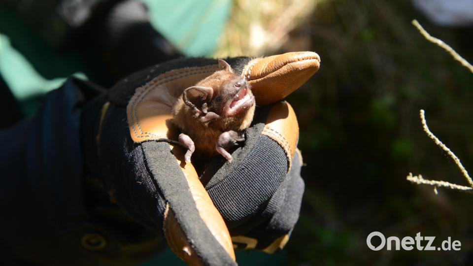 Die Größe einer Fledermaus lässt sich beim Vergleich mit der haltenden Hand erkennen. Für die fliegenden Insektenjäger sind entlang des Ostbayernrings zahlreiche Kästen installiert. Bild: bey